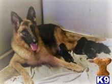 german shepherd puppy posted by Texas Big